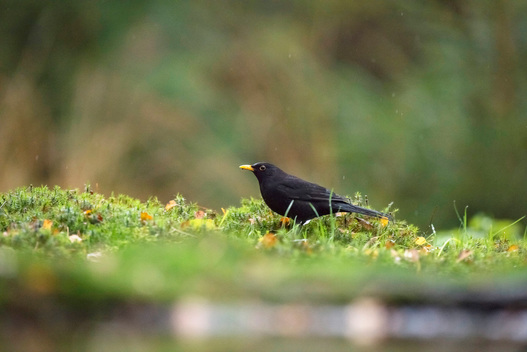 Adult male Common Blackbird (Turdus merula) perching on mossy ground.