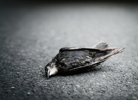 Dead Blackbird, England