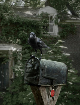 Mailbox with a crow on top