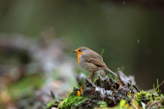 European robin perching on tree stump in rain.