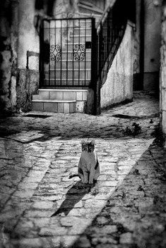 Lone Cat Sitting in Deserted Cobbled Street in Sicily, Italy