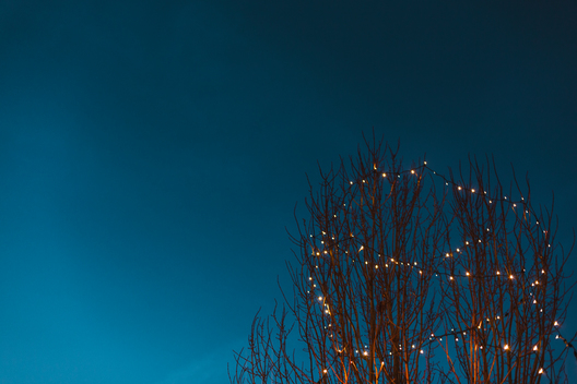 Twinkle lights in a tree top.